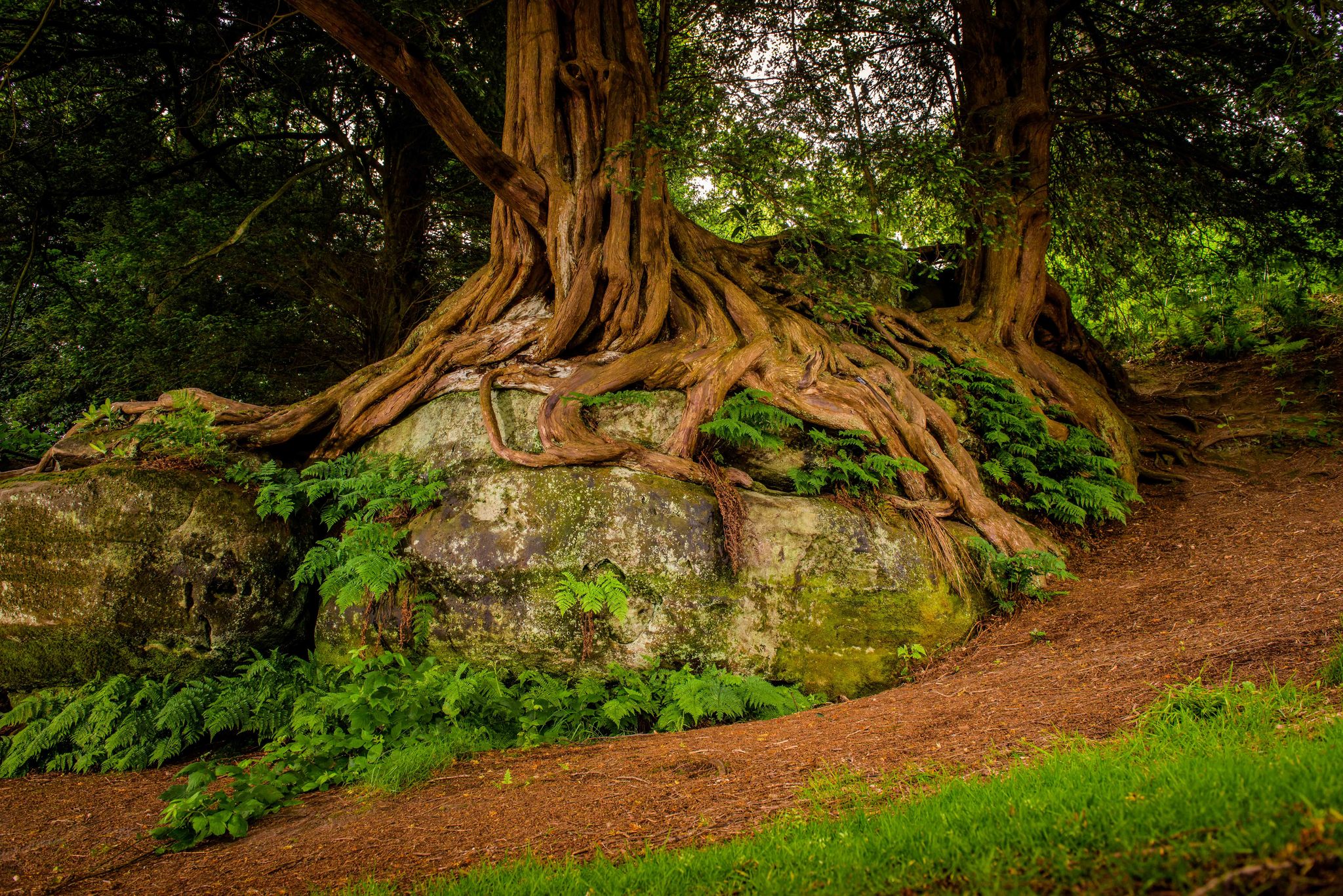 An old Yew tree growing on the top of a large rock, the roots of the tree are growing like a network over the rock